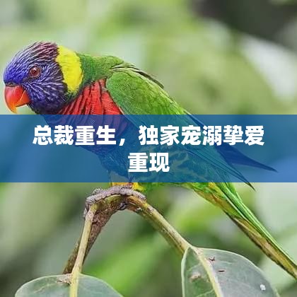 总裁重生，独家宠溺挚爱重现