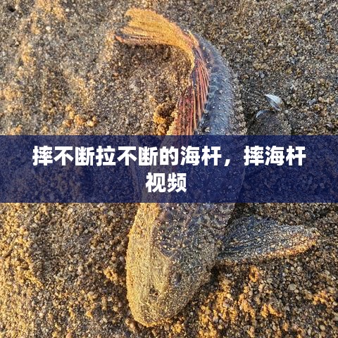 摔不断拉不断的海杆，摔海杆视频 