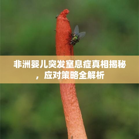 非洲婴儿突发窒息症真相揭秘，应对策略全解析