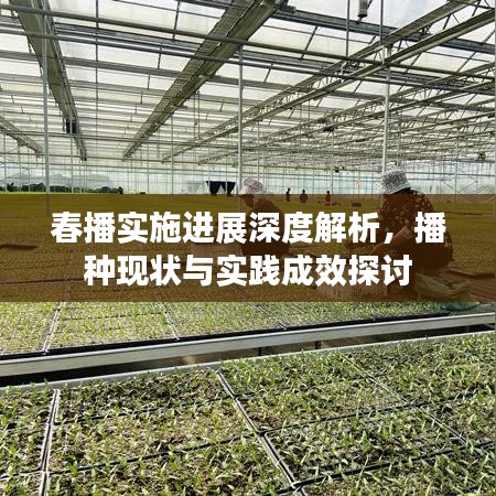 春播实施进展深度解析，播种现状与实践成效探讨