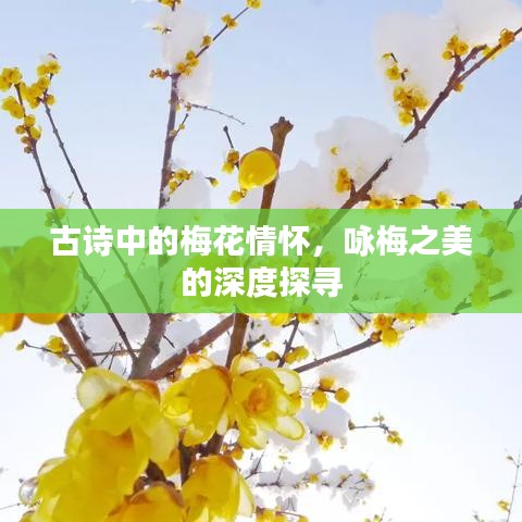 古诗中的梅花情怀，咏梅之美的深度探寻