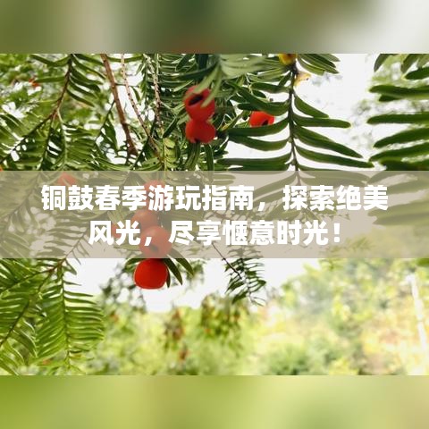 铜鼓春季游玩指南，探索绝美风光，尽享惬意时光！