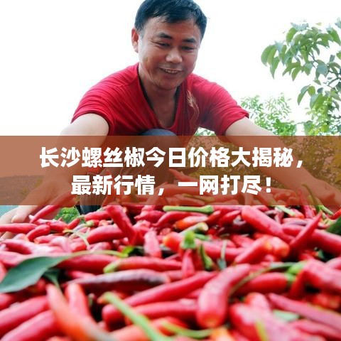长沙螺丝椒今日价格大揭秘，最新行情，一网打尽！