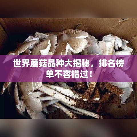 世界蘑菇品种大揭秘，排名榜单不容错过！