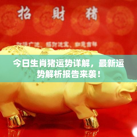 今日生肖猪运势详解，最新运势解析报告来袭！