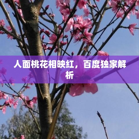 人面桃花相映红，百度独家解析