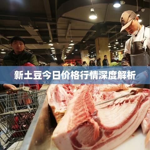 新土豆今日价格行情深度解析