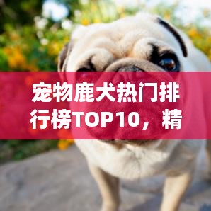宠物鹿犬热门排行榜TOP10，精选前十名鹿犬品种介绍
