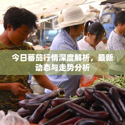 今日蕃茄行情深度解析，最新动态与走势分析