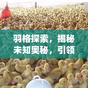 羽格探索，揭秘未知奥秘，引领探索之旅