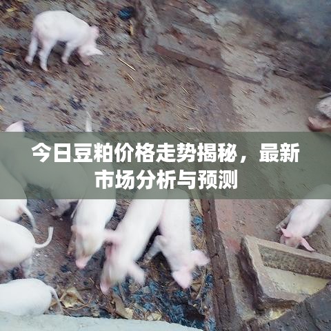 今日豆粕价格走势揭秘，最新市场分析与预测