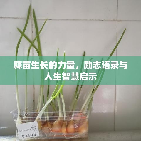 蒜苗生长的力量，励志语录与人生智慧启示