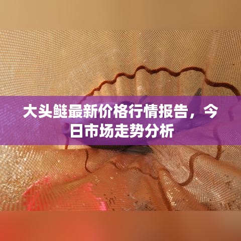 大头鲢最新价格行情报告，今日市场走势分析