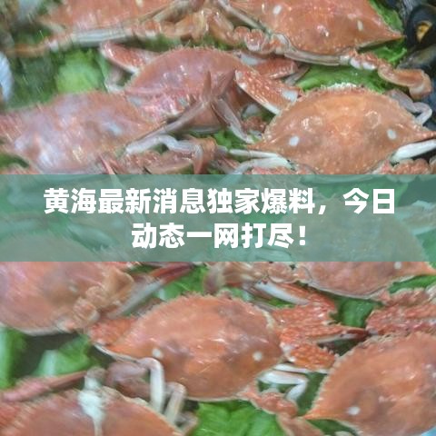 黄海最新消息独家爆料，今日动态一网打尽！