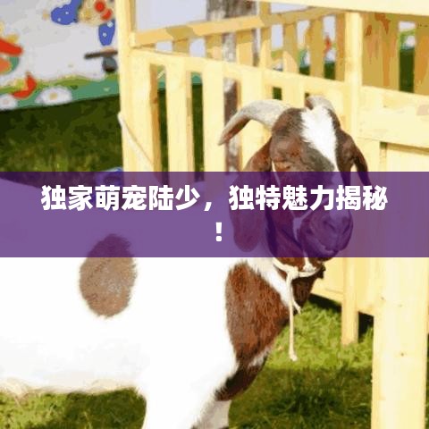 独家萌宠陆少，独特魅力揭秘！