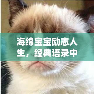 海绵宝宝励志人生，经典语录中的力量与启示