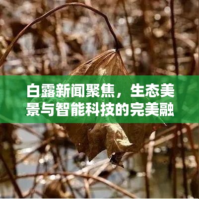 白露新闻聚焦，生态美景与智能科技的完美融合盛宴