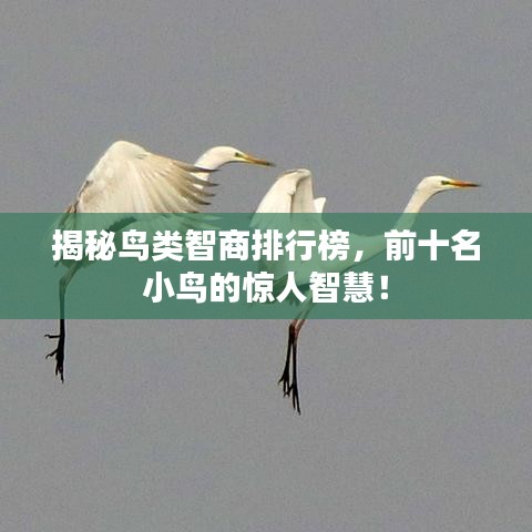 揭秘鸟类智商排行榜，前十名小鸟的惊人智慧！