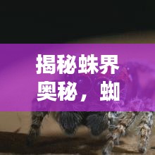 揭秘蛛界奥秘，蜘蛛专题探索生命奇迹！