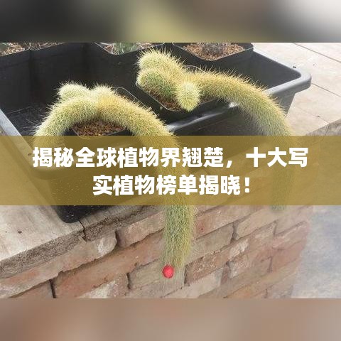 鸢飞鱼跃
