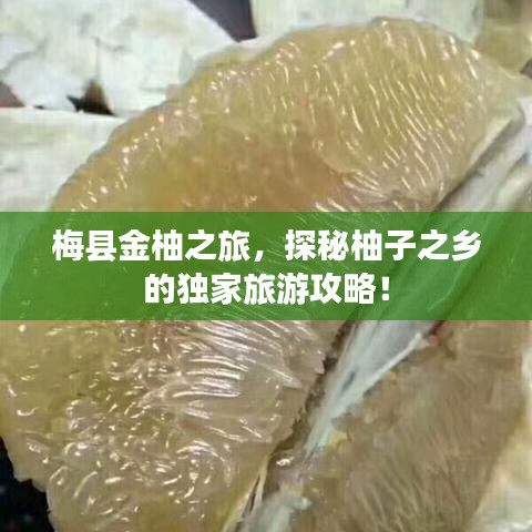 梅县金柚之旅，探秘柚子之乡的独家旅游攻略！