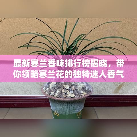 最新寒兰香味排行榜揭晓，带你领略寒兰花的独特迷人香气！