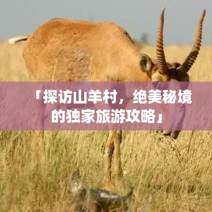 「探访山羊村，绝美秘境的独家旅游攻略」