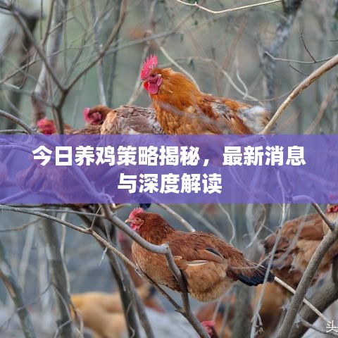 今日养鸡策略揭秘，最新消息与深度解读