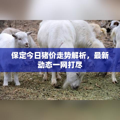 保定今日猪价走势解析，最新动态一网打尽