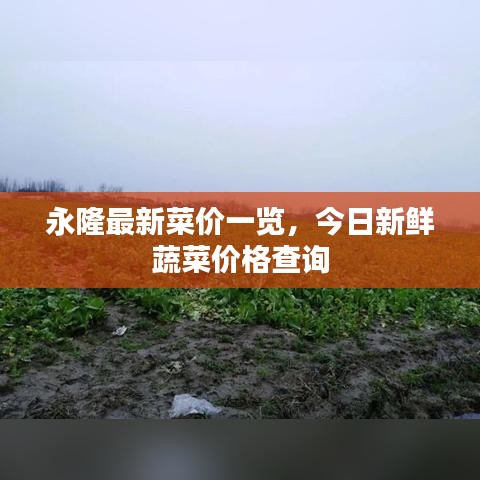 永隆最新菜价一览，今日新鲜蔬菜价格查询