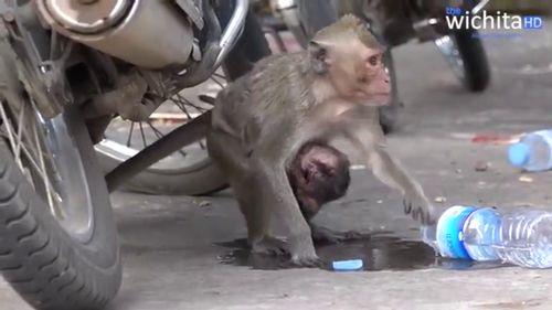 翼视宝官方下载2.0与ds5激活码,完善的执行机制分析|桌面款_v6.553