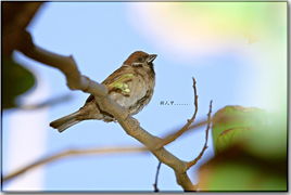 单机版安乡喂麻雀及下载下载济南官方369,仿真技术实现&Surface_v7.475